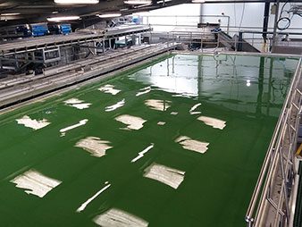 Food Processing Floors